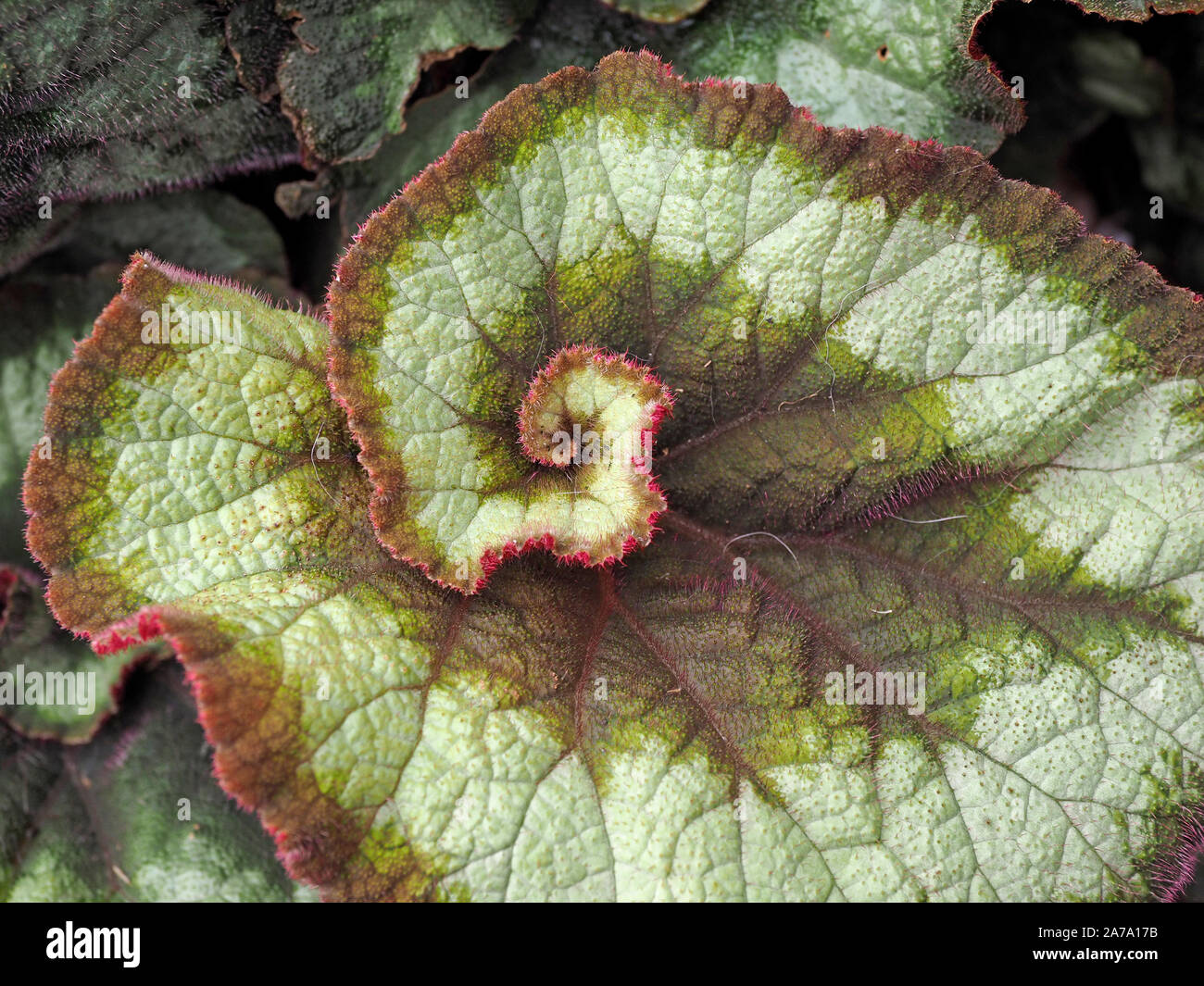 Begonia Rex - painted-leaf begonias or fancy-leaf begonias - with interesting coiled variegated leaf in green grey and reddish pink Stock Photo