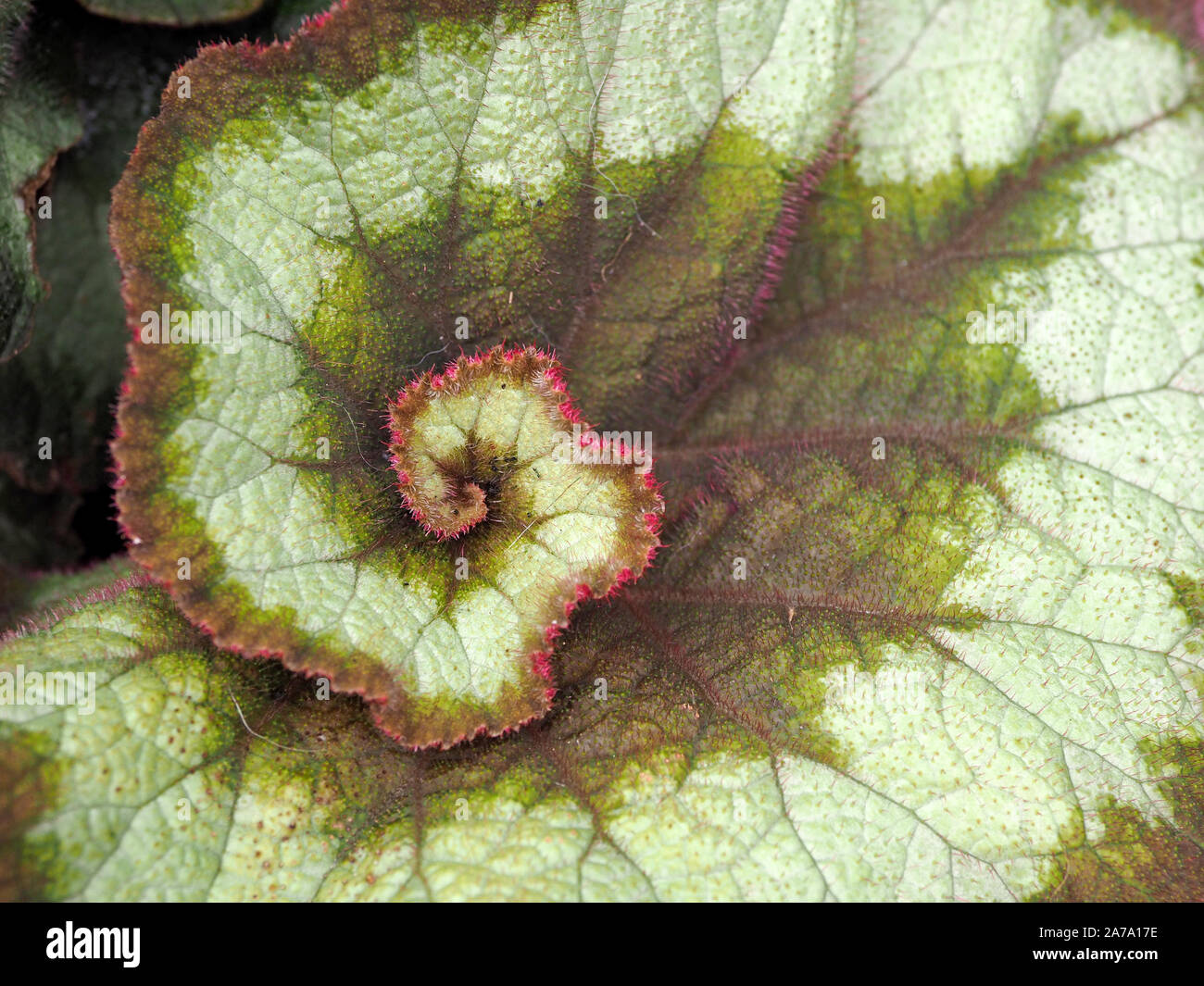 Begonia Rex - painted-leaf begonias or fancy-leaf begonias - with interesting coiled variegated leaf in green grey and reddish pink Stock Photo