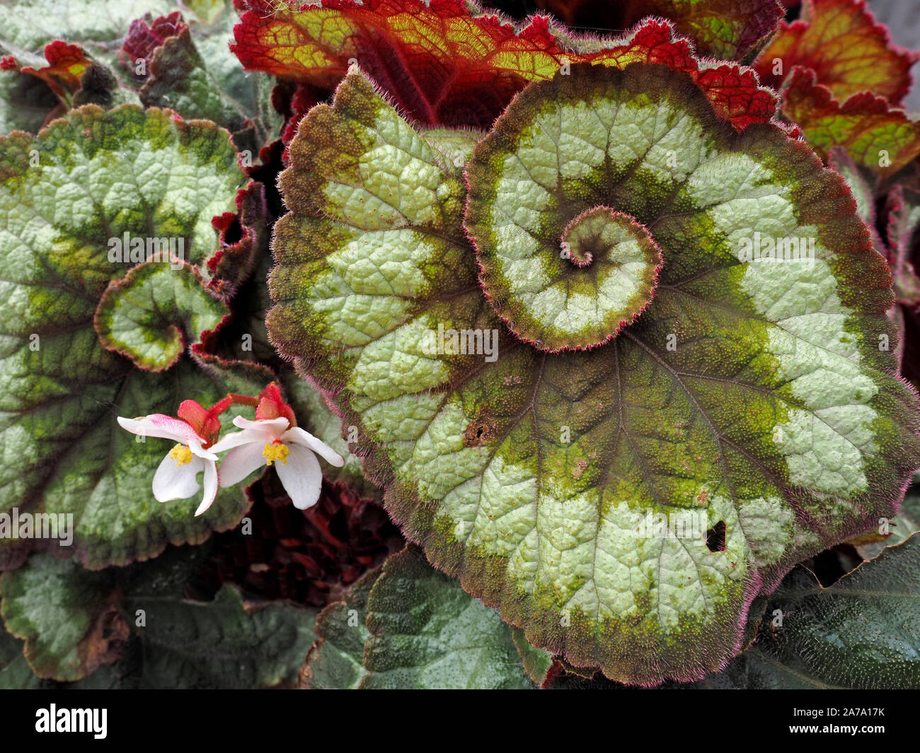 Begonia Rex - painted-leaf begonias or fancy-leaf begonias - with two white & red flowers beside coiled variegated leaf in green grey &reddish pink Stock Photo