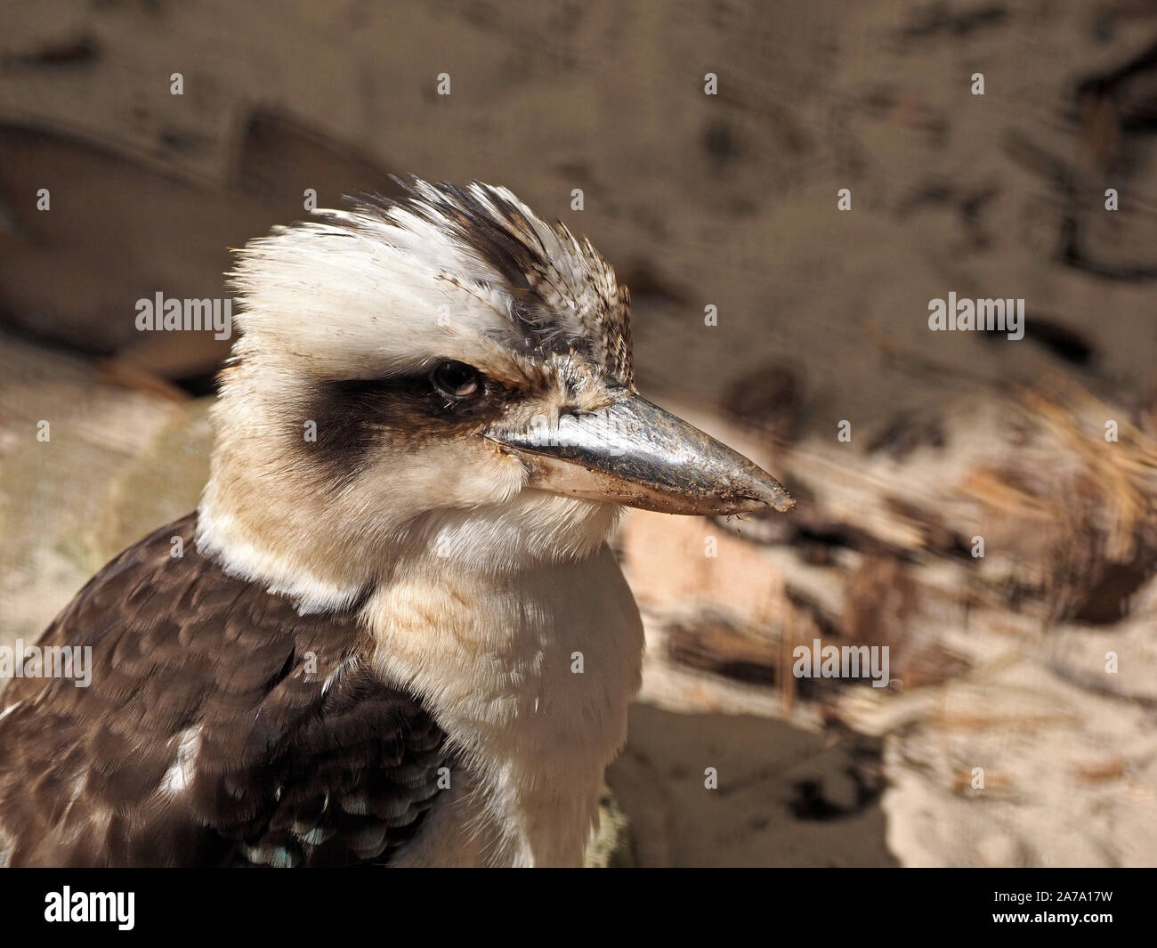 head and shoulders portrait of captive laughing kookaburra (Dacelo novaeguineae) a large terrestrial woodland kingfisher at wildlife park in Scotland Stock Photo