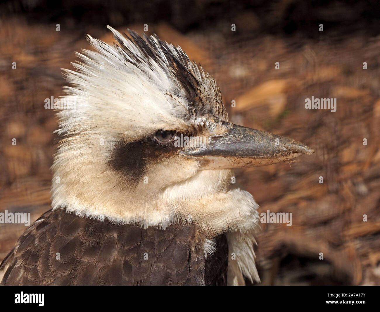 head and shoulders portrait of captive laughing kookaburra (Dacelo novaeguineae) a large terrestrial woodland kingfisher at wildlife park in Scotland Stock Photo