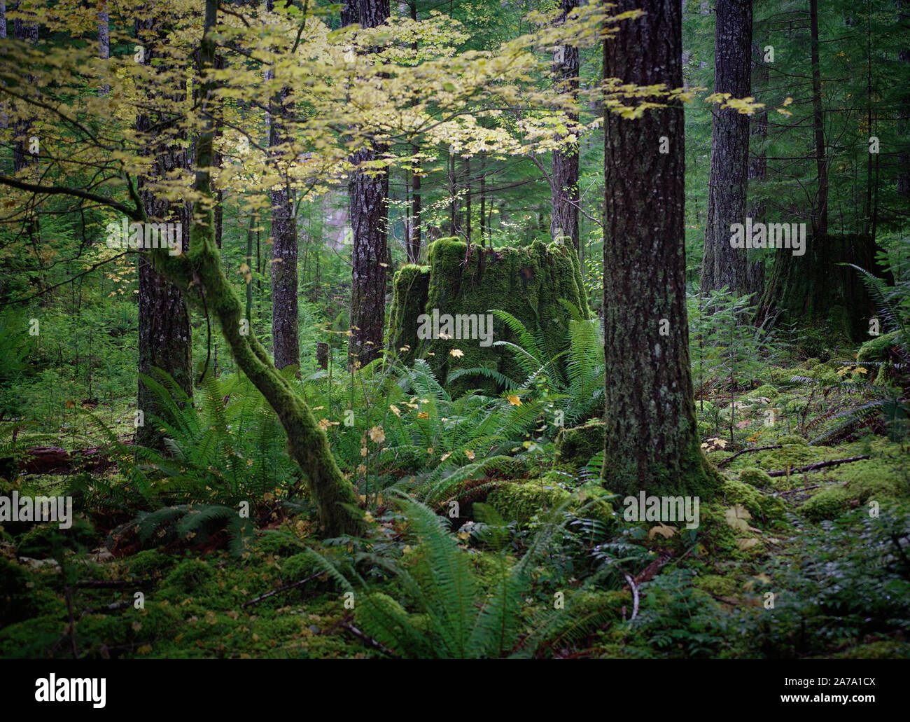 Vintage Cedar Stump Stock Photo