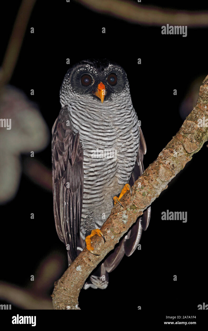 Black-and-white Owl (Strix nigrolineata) adult perched on branch  Canopy Tower, Panama         November Stock Photo