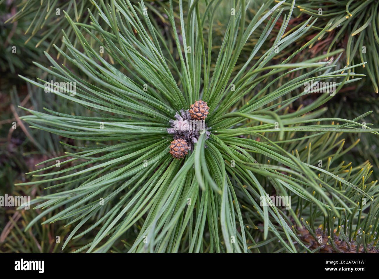 Mugo Pine Female Cones in Winter Stock Photo
