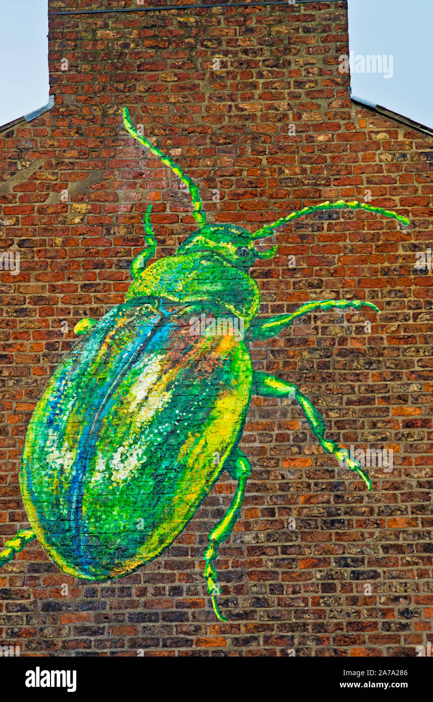 Beetle Art Grafitti, End Terrace house, Queen street, York, England Stock Photo