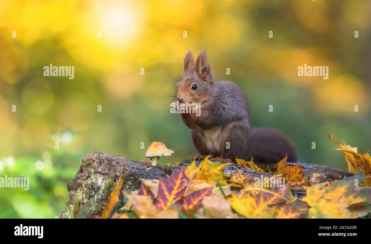 Cute hungry red squirrel sitting on a tree stump covered with colorful leaves and a mushroom feeding on seeds. Autumn day in a deep forest. Stock Photo