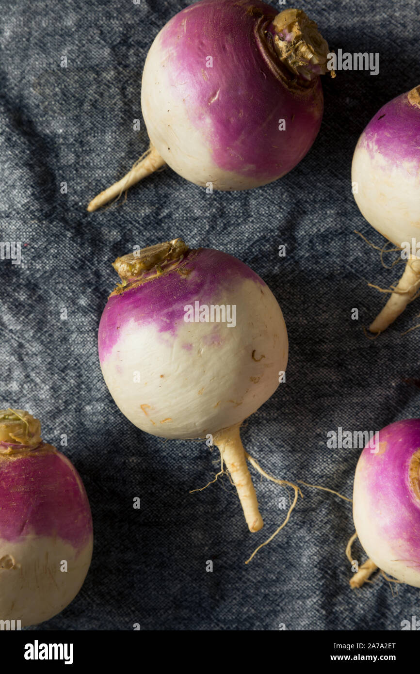 Raw Organic Purple Turnips Ready to Eat Stock Photo Alamy