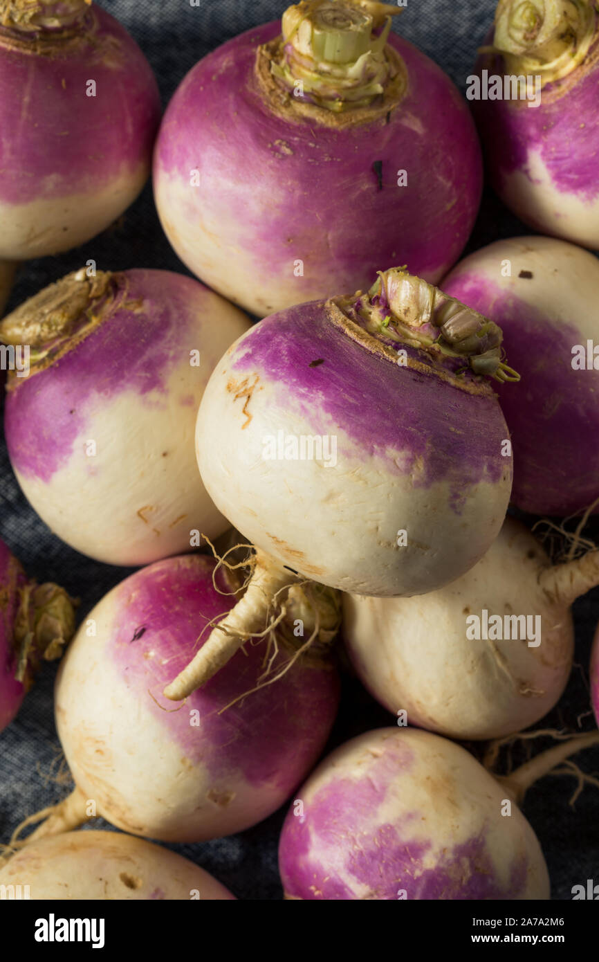 Raw Organic Purple Turnips Ready to Eat Stock Photo Alamy