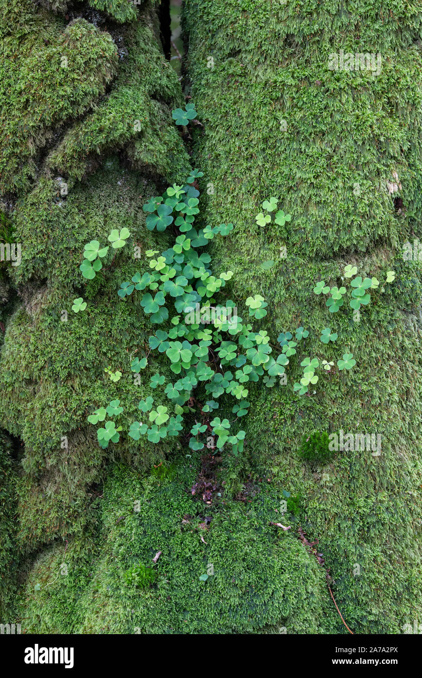 Oxalis acetosella. Wood Sorrel on a tree trunk covered in moss. Dumfries and galloway, Scottish borders, Scotland Stock Photo