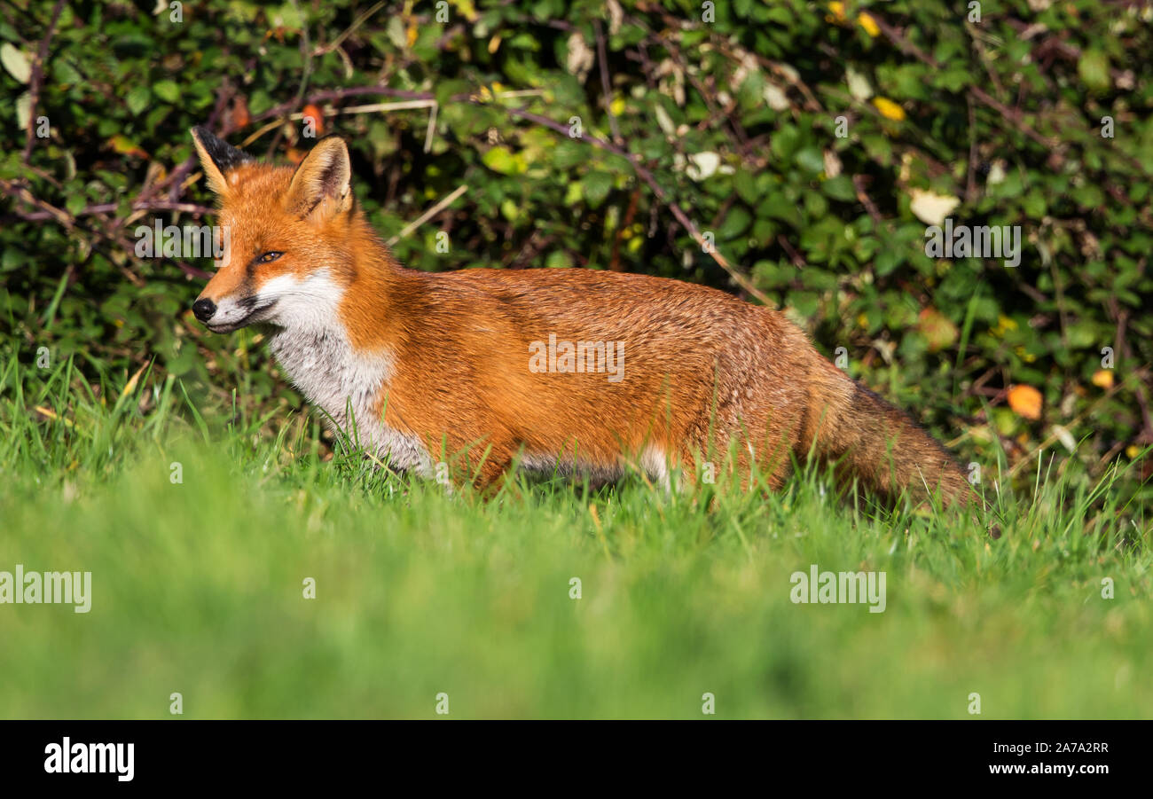 Beautiful prime condition dog fox Stock Photo