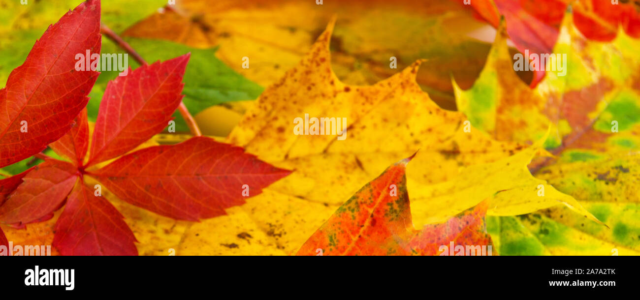 Colourful autumn leaves as background Stock Photo