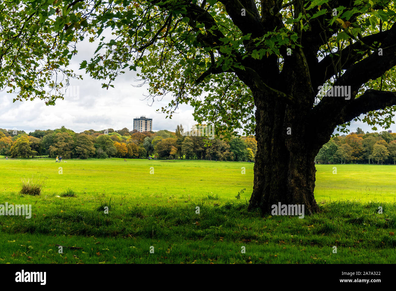 Sefton Park, People walking framed by an old tree, Liverpool, England, UK  Stock Photo - Alamy