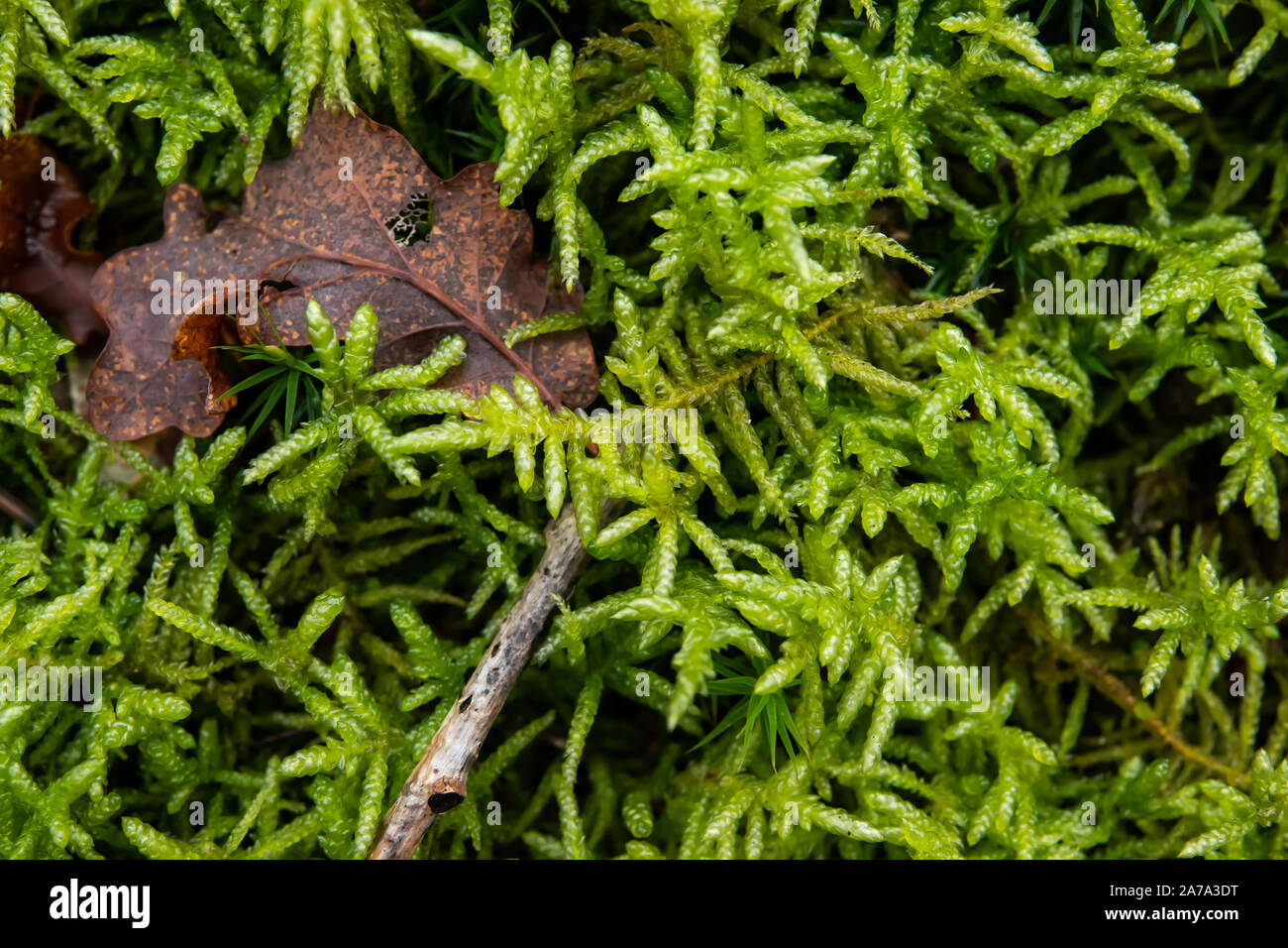 Neat Feather Moss in Winter Stock Photo