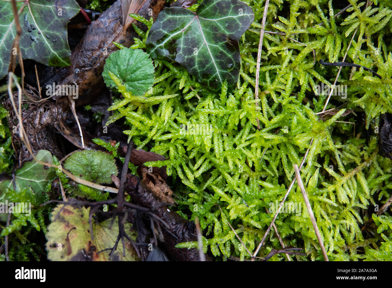 Neat Feather Moss in Winter Stock Photo