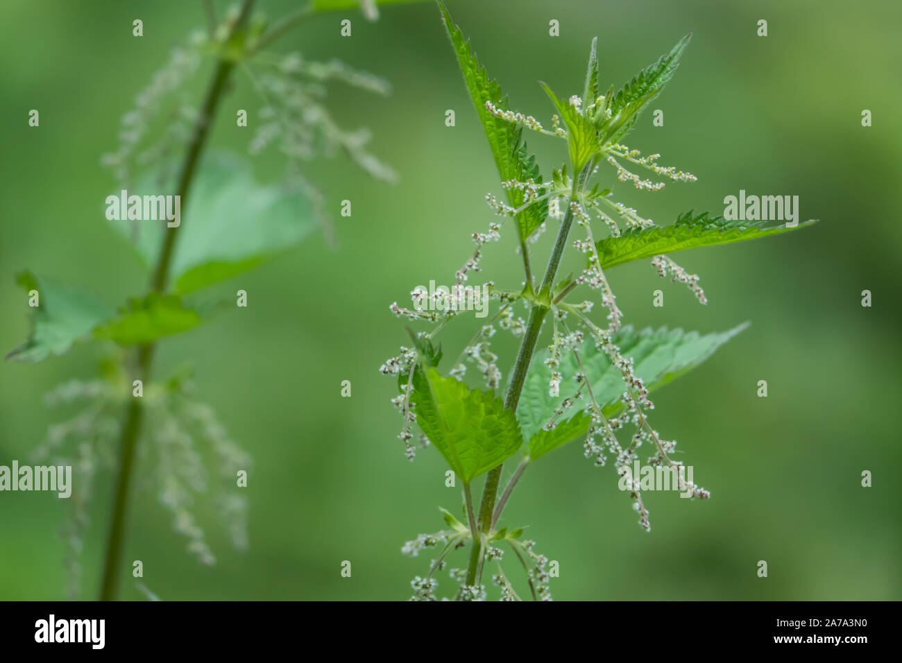 Nettle Flowers in Bloom in Springtime Stock Photo Alamy