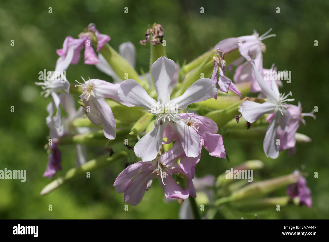Saponaria officinalis - wild flower Stock Photo