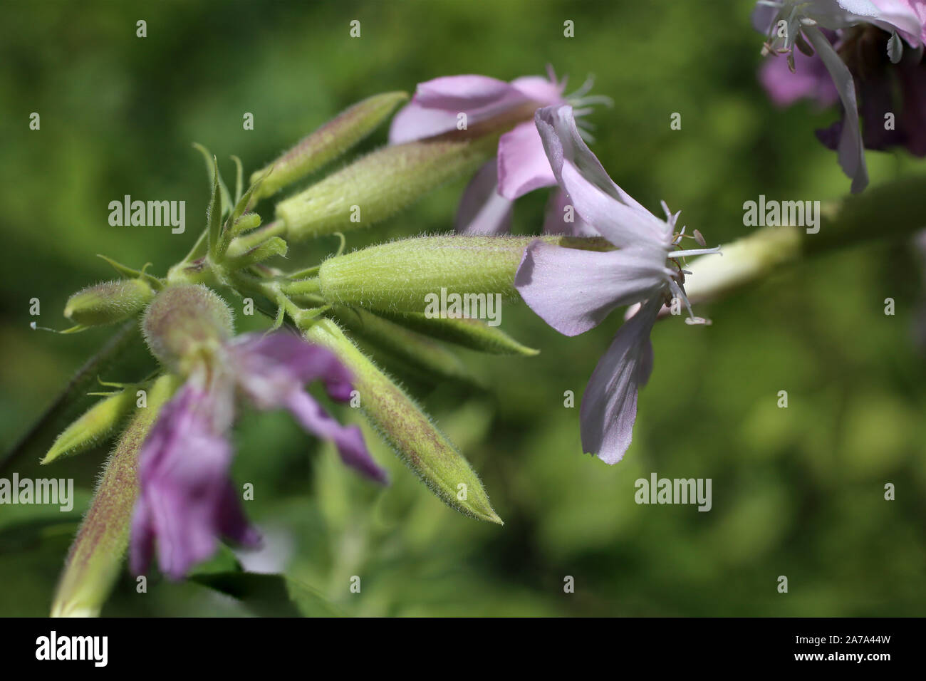 Saponaria officinalis - wild flower Stock Photo