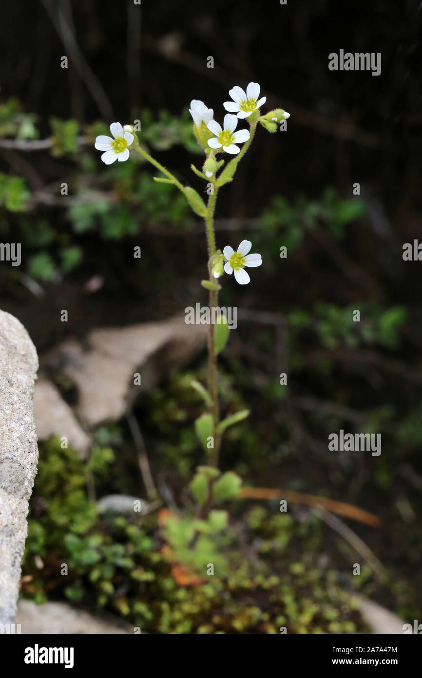 Saxifraga adscendens - wild flower Stock Photo