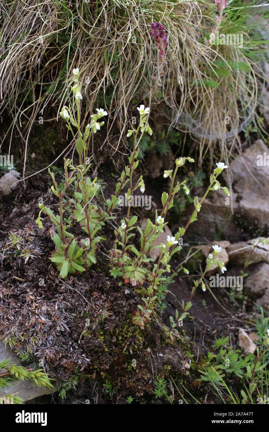 Saxifraga adscendens - wild flower Stock Photo
