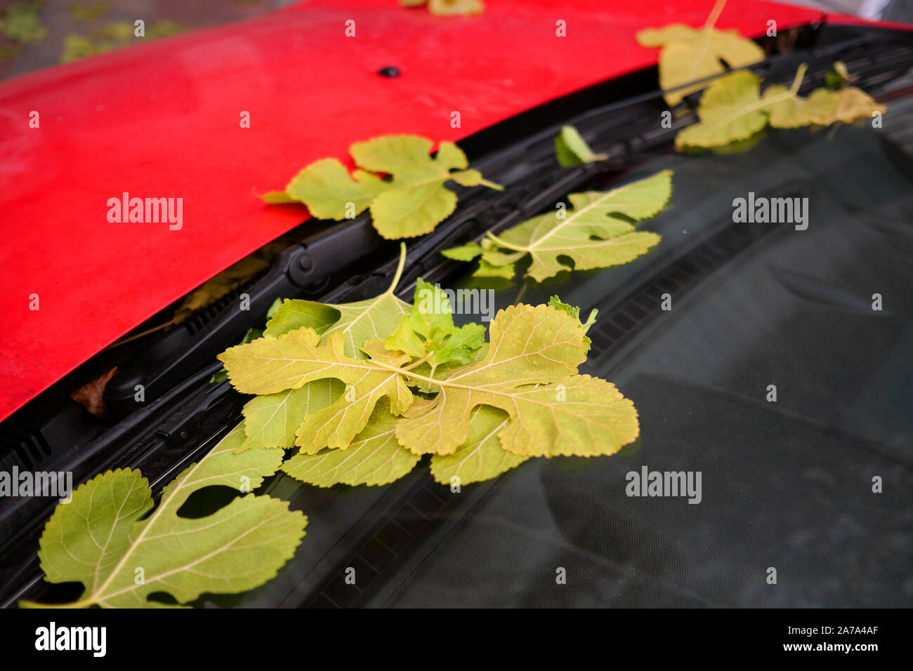Autumn mood. Fallen yellow leaves on windshield and car wipers, of parked red car. Autumn concept. Close-up. Stock Photo
