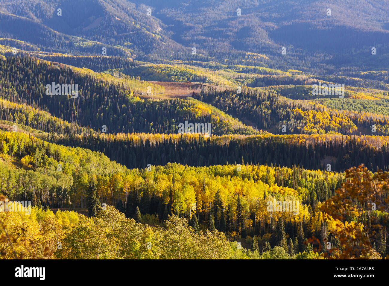 Autumn scene in yellow tones. Fall background Stock Photo - Alamy