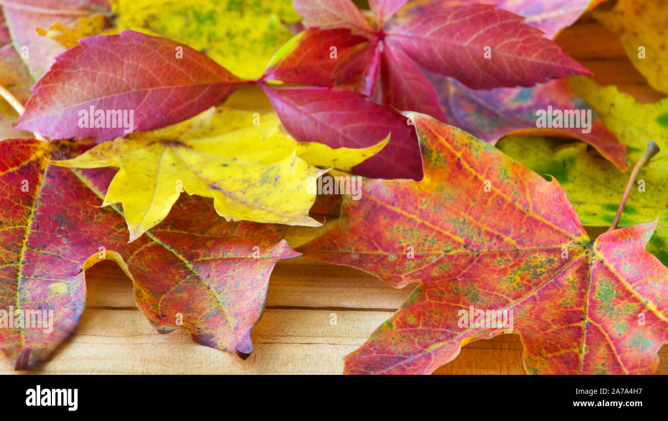 Colourful autumn leaves as background Stock Photo