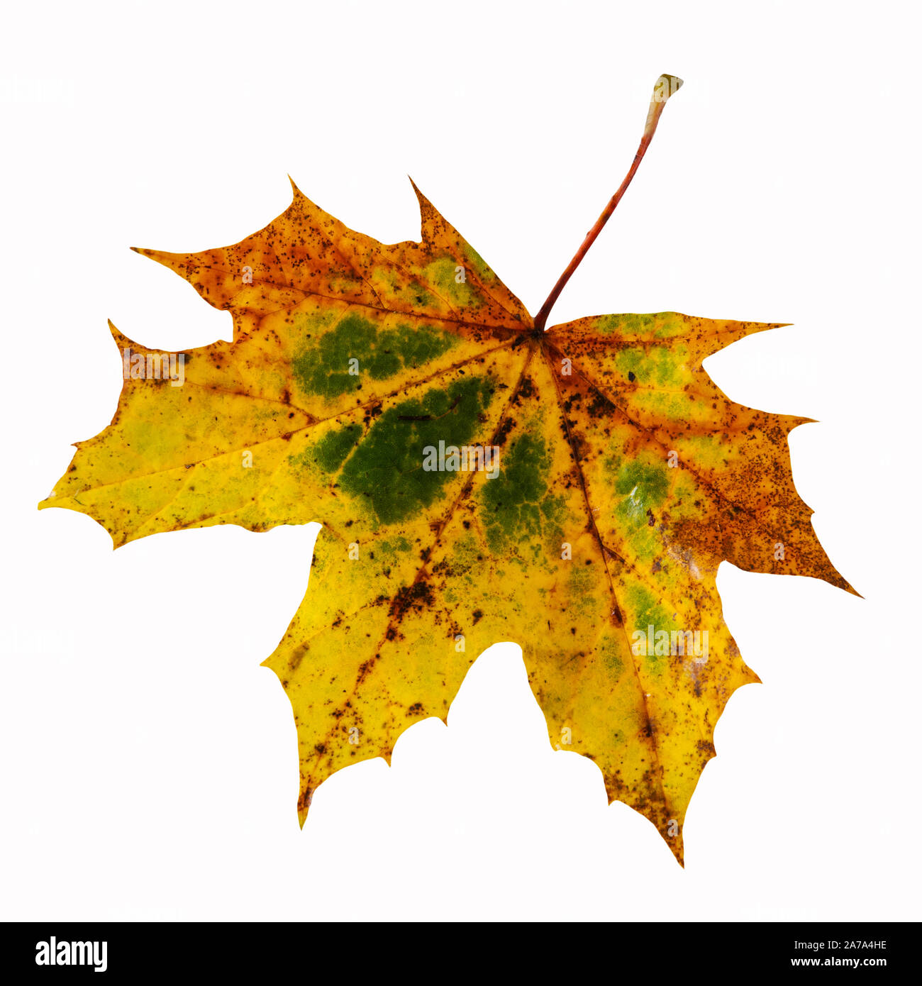 Autumn leaves maple colorful on white background Stock Photo - Alamy