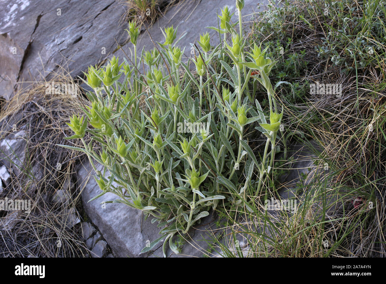 Sideritis scardica - wild flower Stock Photo