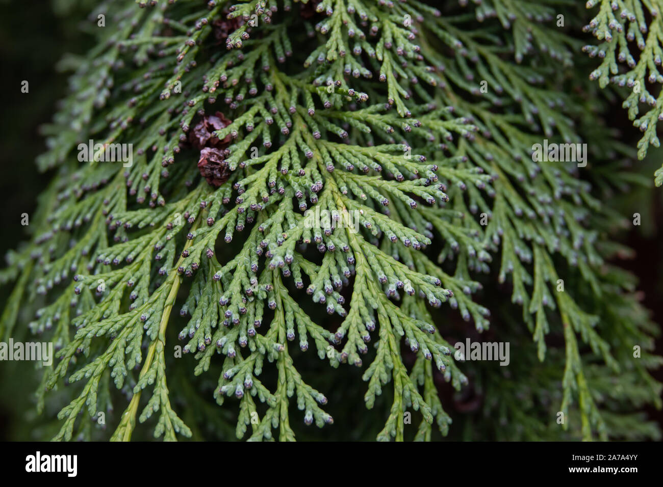 Nootka Cypress Leaves in Winter Stock Photo