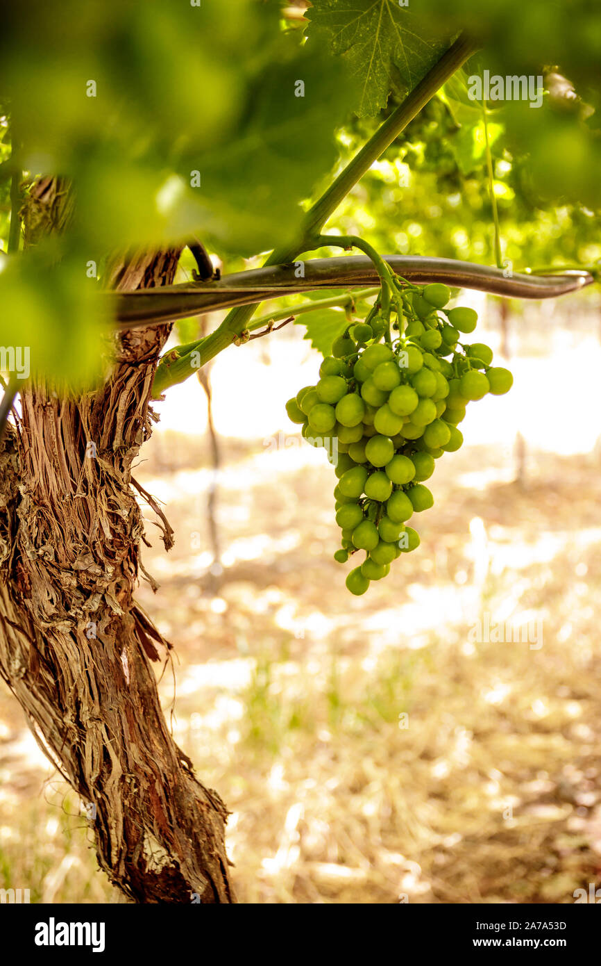 Grapes on the vine in a natural Northern Cape South African vineyard Stock Photo Alamy