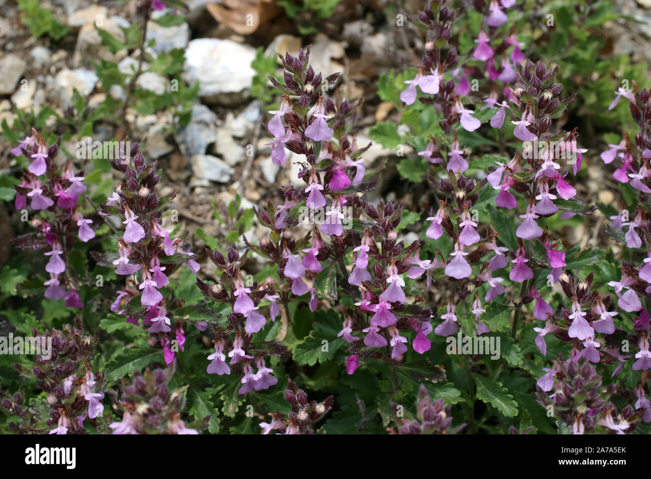 Teucrium chamaedrys - wild plant. Plant blooming in summer. Stock Photo