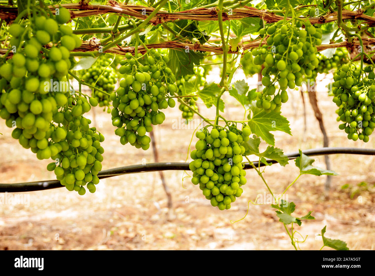 Grapes on the vine in a natural Northern Cape South African vineyard Stock Photo Alamy