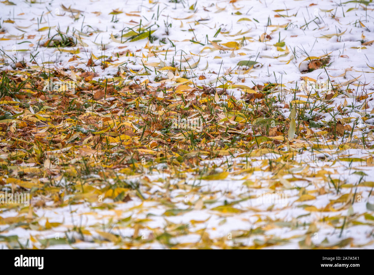 First snow on the green grass and fallen leaves in autumn. Symbol of ...