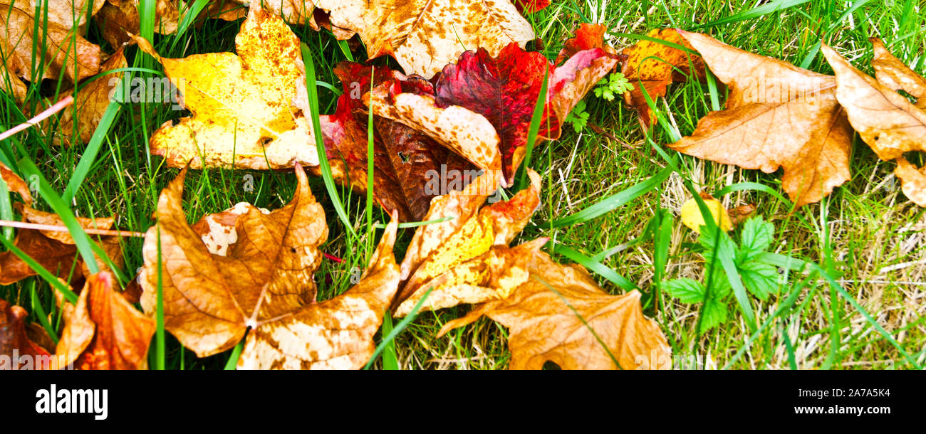 Colourful autumn leaves as background Stock Photo