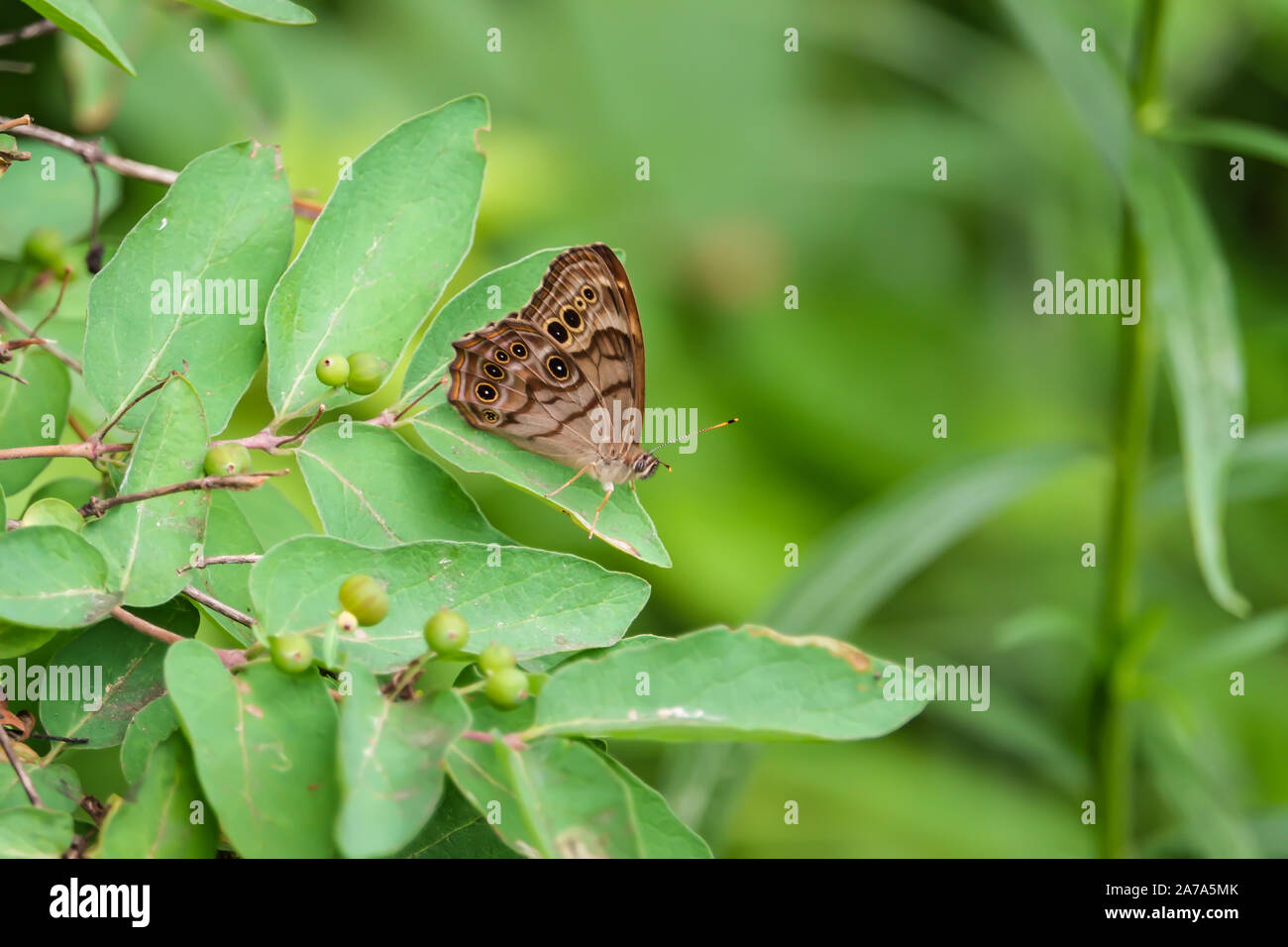 Northern Pearly Eye Butterfly on Honeysuckle Leaf in Summer Stock Photo