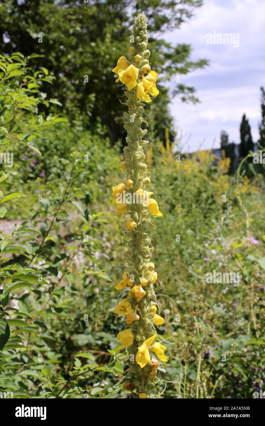 Verbascum hi-res stock photography and images - Page 11 - Alamy