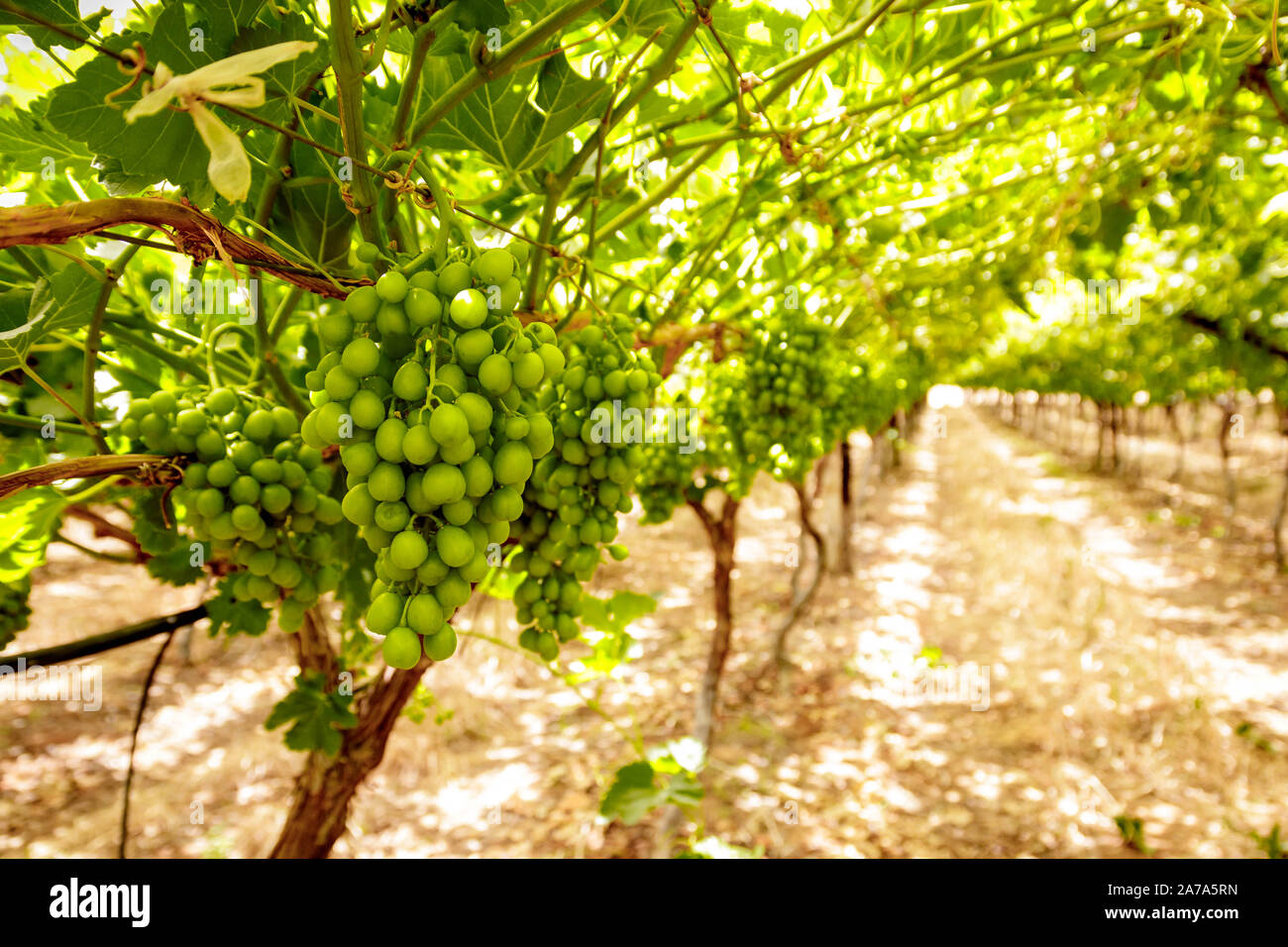 Grapes on the vine in a natural Northern Cape South African vineyard ...