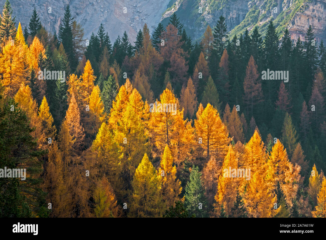 European larch trees (Larix decidua) and spruces in coniferous woodland on mountain slope showing autumn colours in the fall Stock Photo