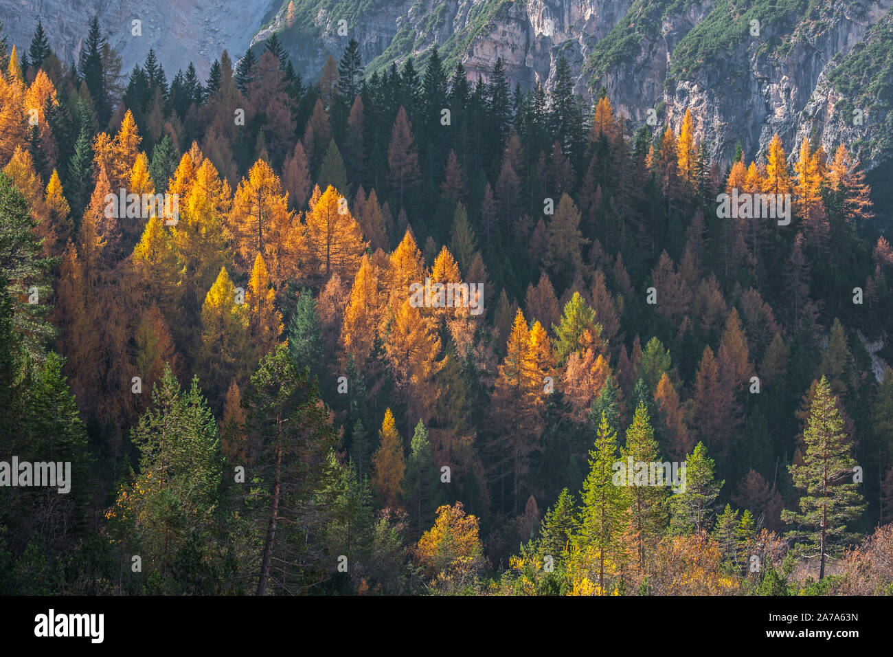 European larch trees (Larix decidua) and spruces in coniferous woodland on mountain slope showing autumn colours in the fall Stock Photo