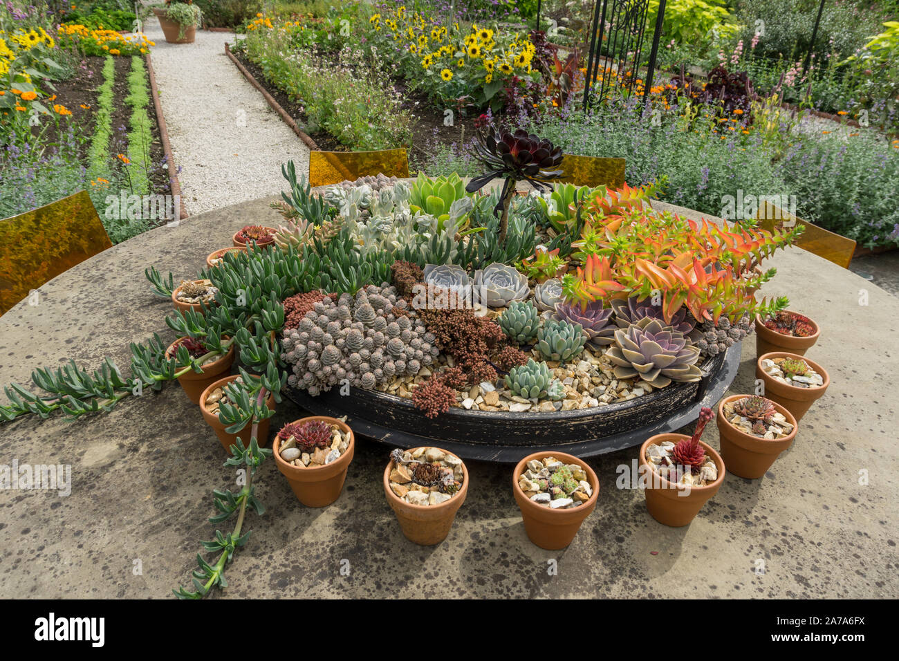 Succulent plant display hi-res stock photography and images - Alamy