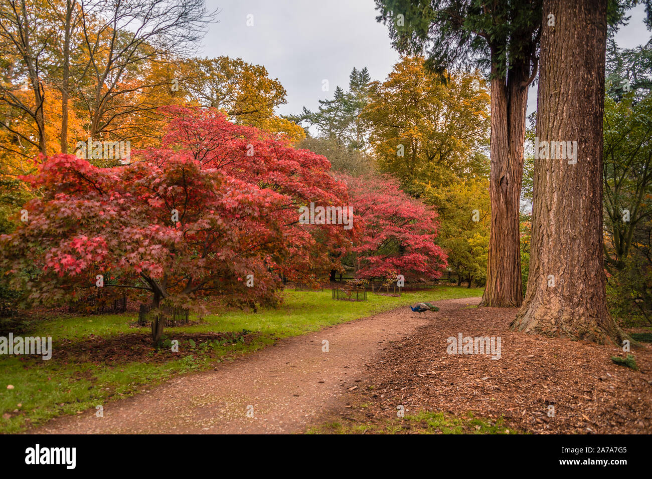 Harcourt Arboretum (University of Oxford) UK Stock Photo - Alamy