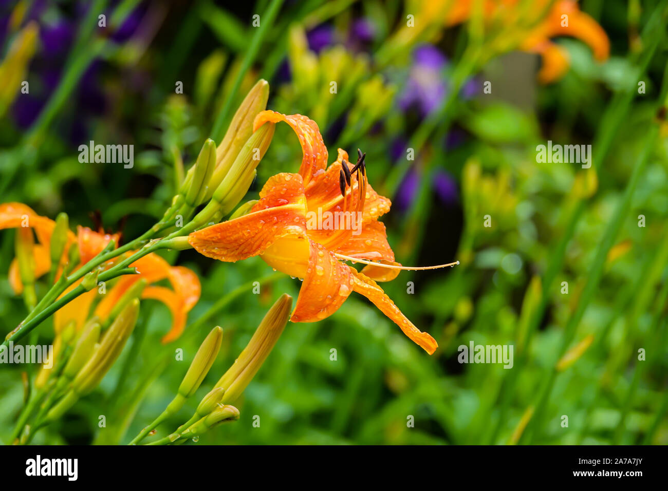 Orange Daylily Flower in Bloom in Summer Stock Photo