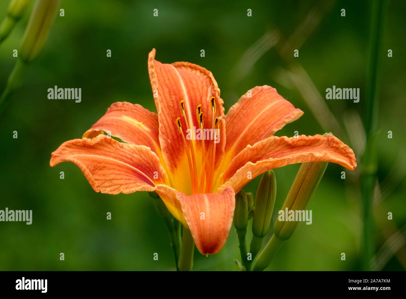 Orange Daylily Flower in Bloom in Summer Stock Photo