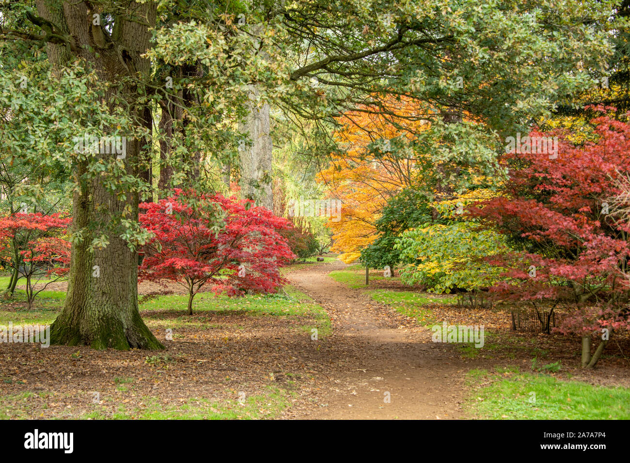 Harcourt Arboretum (University of Oxford) UK Stock Photo Alamy