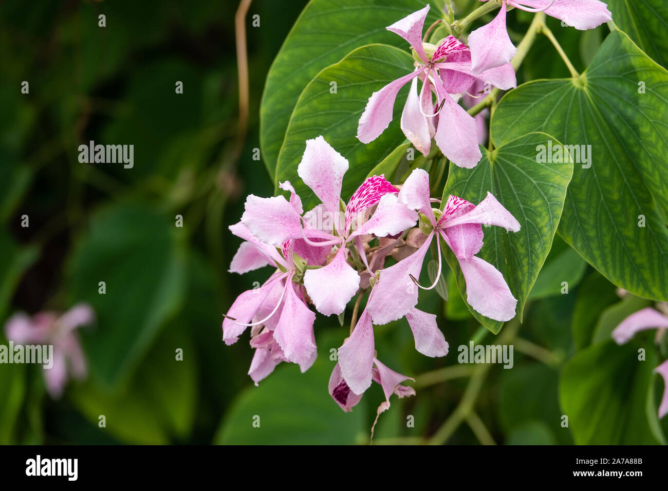 Orchid Tree Flowers in Bloom Stock Photo