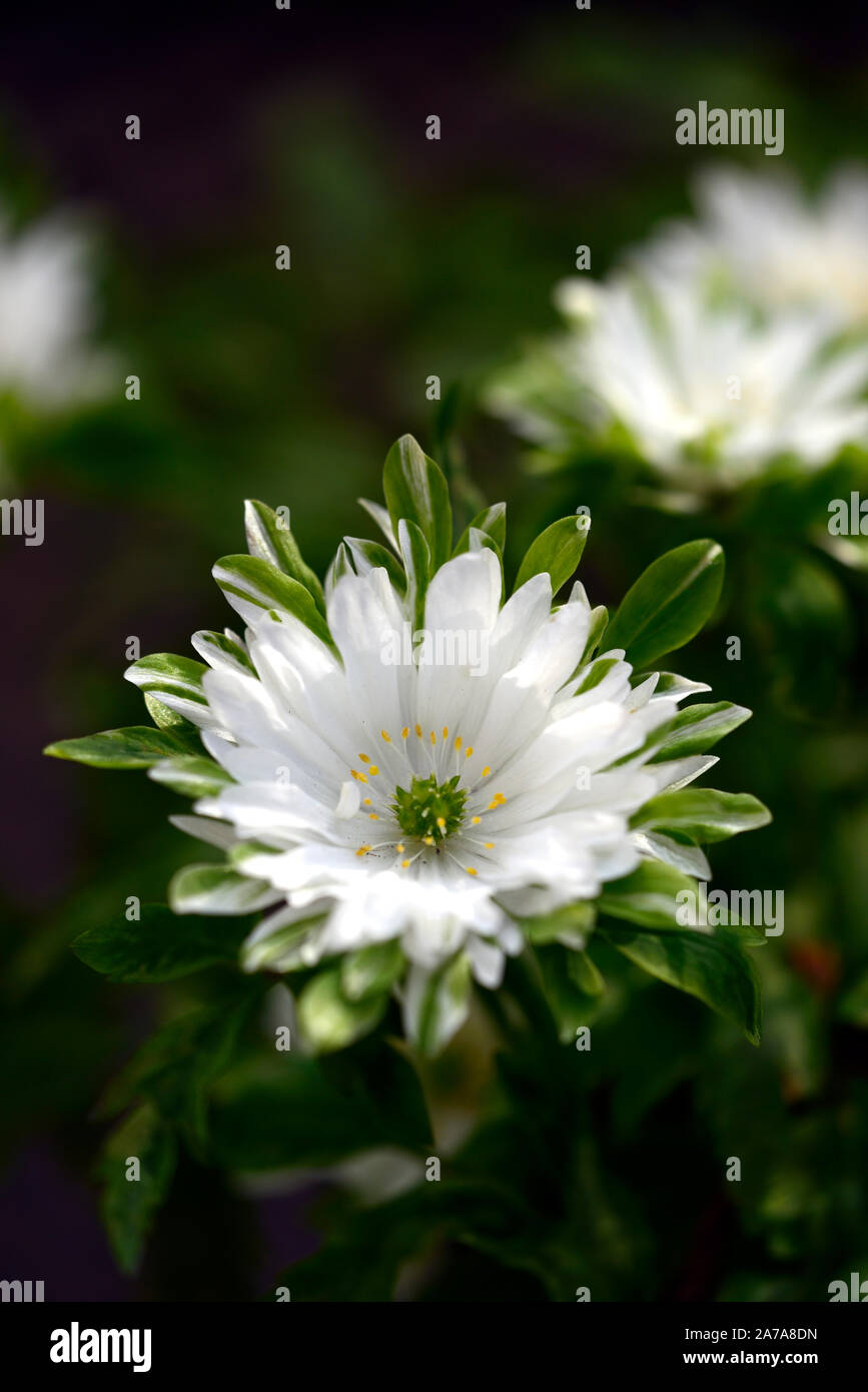 anemone nemorosa bracteata pleniflora,white,double,anemones,flowers,flower,flowered,wood,woodland,shade,shady,shaded,plant,RM floral Stock Photo