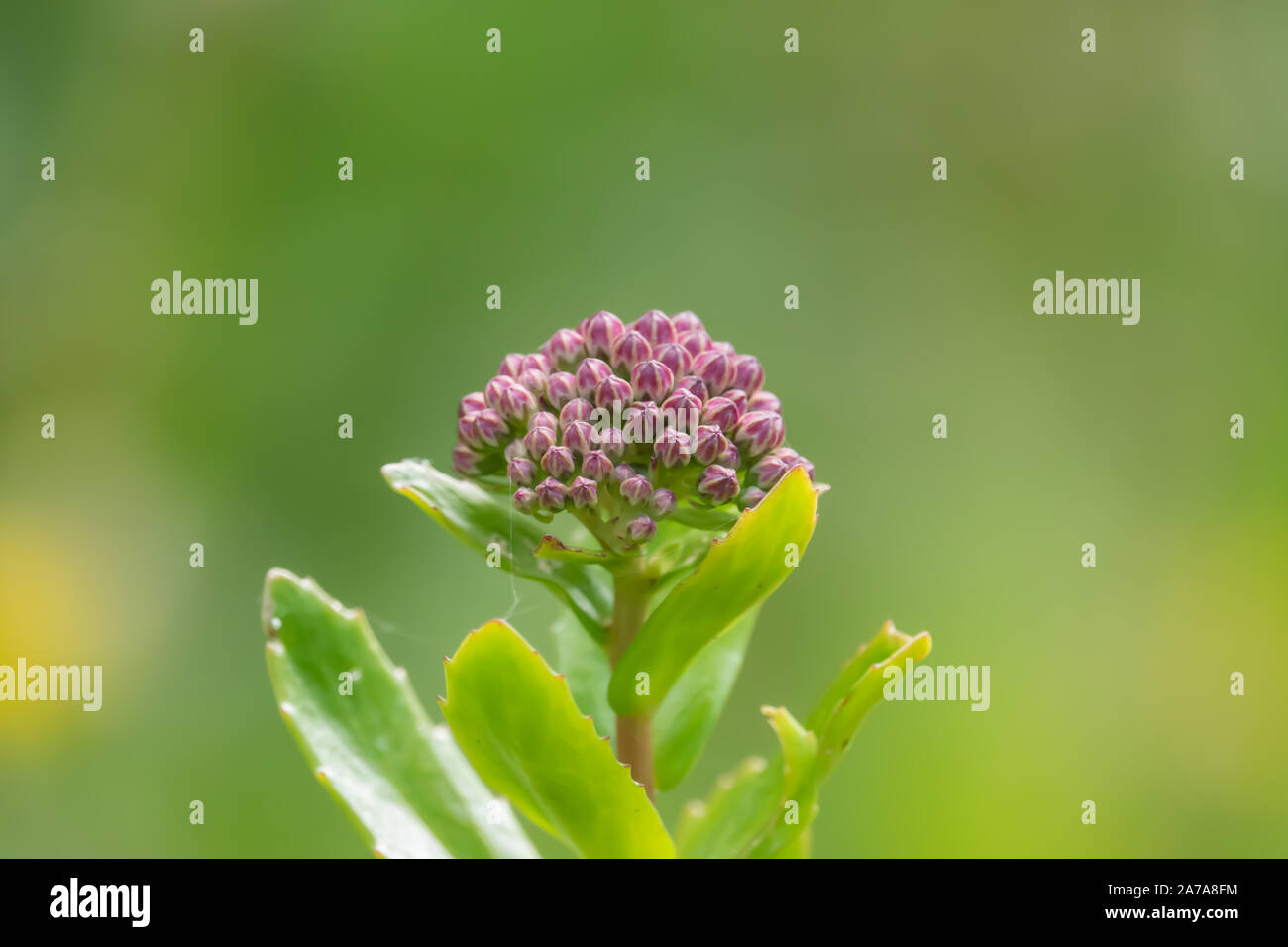 Orpine Flower Buds in Summer Stock Photo