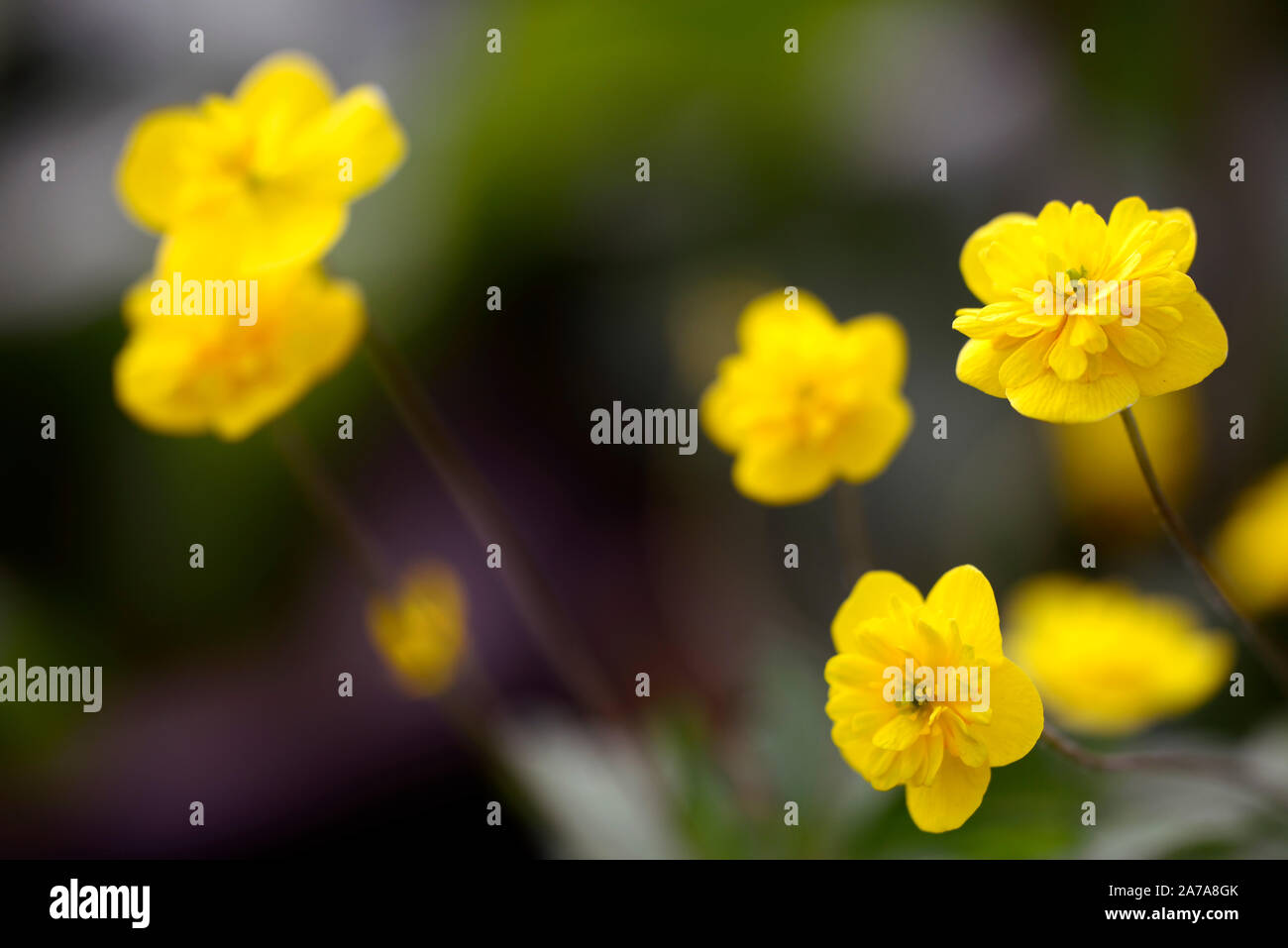 anemone ranunculoides linda,yellow,double,anemones,flowers,flower,flowered,wood,woodland,shade