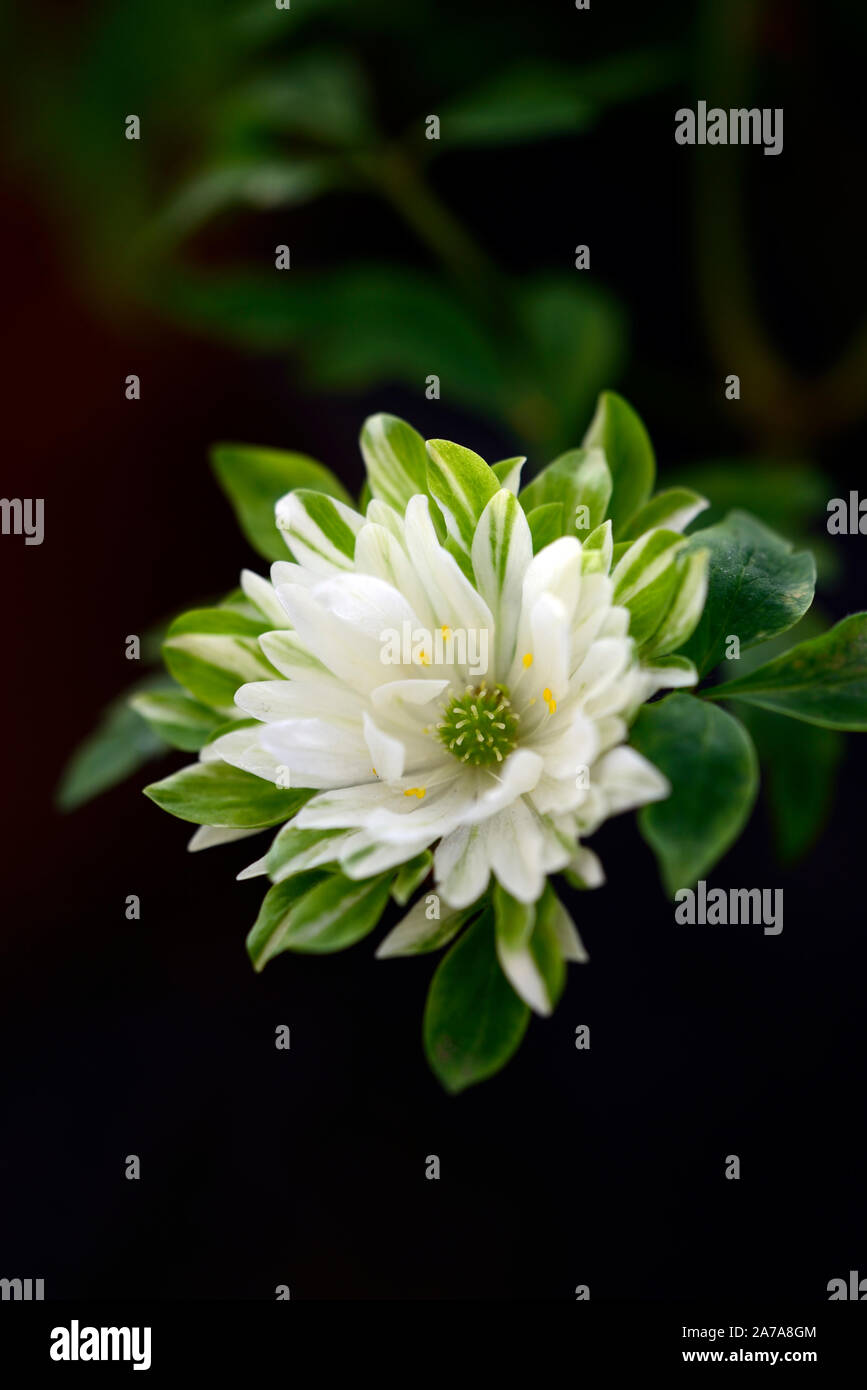 anemone nemorosa bracteata pleniflora,white,double,anemones,flowers,flower,flowered,wood,woodland,shade,shady,shaded,plant,RM floral Stock Photo