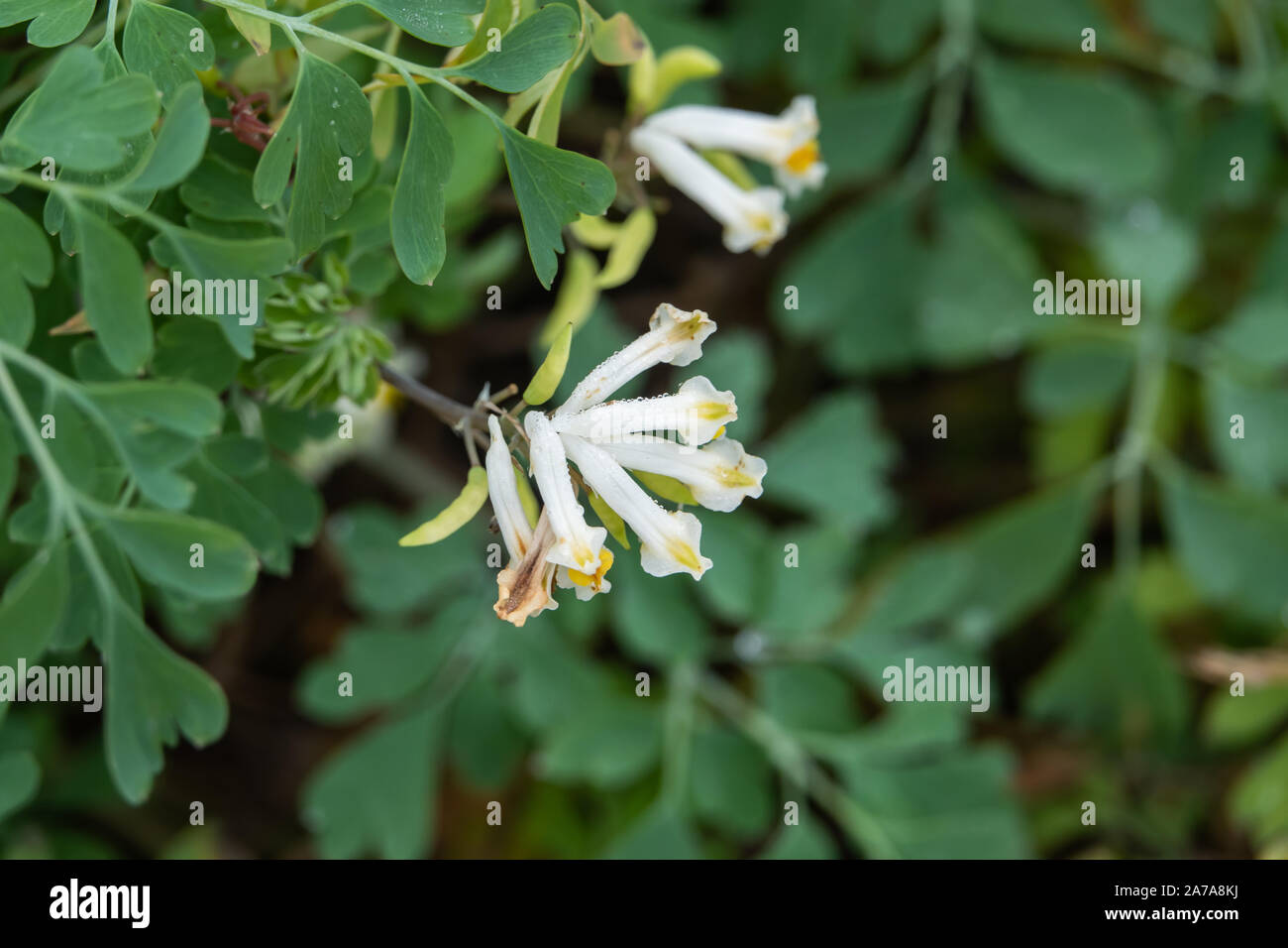 Pale Pseudofumaria Flowers in Bloom Stock Photo
